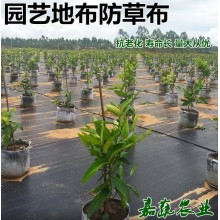 防草布專業生產各種規格型號地布防草布除草布