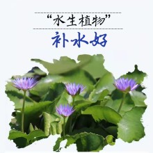明語藍蓮花純露現貨批發 化妝品定制生產廠家