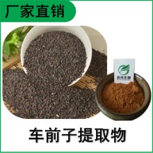 森冉生物 車前子提取物 車前實(shí)提取物 比例提取原料粉